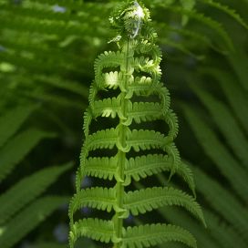 fern at attention